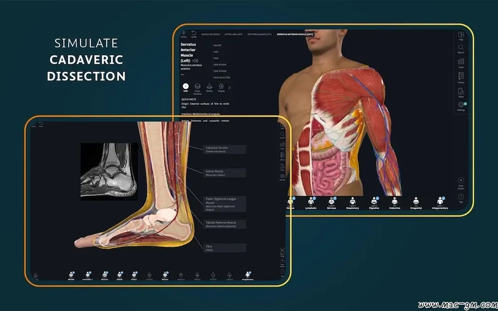 医学三维人体解剖软件 Complete Anatomy v12.6.0 Mac版 For Mac 中文版