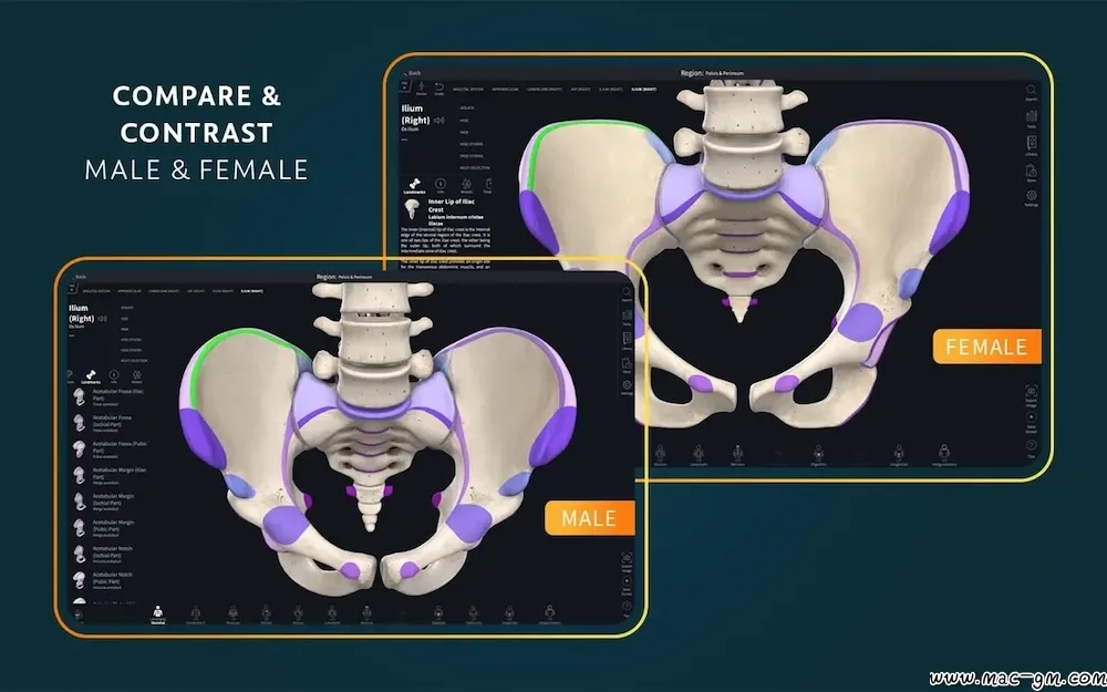 医学三维人体解剖软件 Complete Anatomy v12.6.0 Mac版 For Mac 中文版