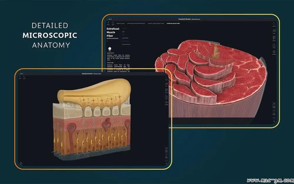 医学三维人体解剖软件 Complete Anatomy v12.6.0 Mac版 For Mac 中文版