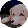 曼谷故事：一只流浪狗 Bangkok Story: A Stray Dog v2026.09.28 Mac版 For Mac 冒险 英文版