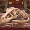 恐龙骨骼：整理博物馆 DinoBones: Tidy Up the Museum v5.22.0 Mac版 博物馆整理 中文版